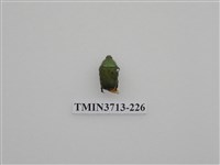 藏品(金龜子科)的圖片